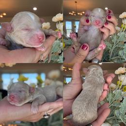 Tawny - Cream female Poodle puppy in Yuciapa, California from AlltheDoodlez_