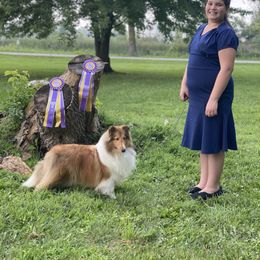 Shetland Sheepdog All Grown Up from MiAmor Shetland Sheepdogs