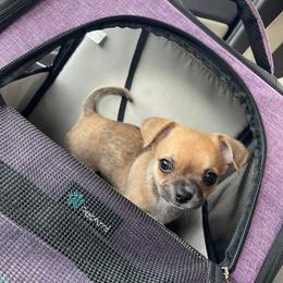 Chihuahua Puppies from Cloud9 Chihuahuas