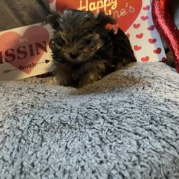 Izzy - Black & tan tri-color male Morkie puppy in Taylorsville, North Carolina from Mountain Top Hot Tailz