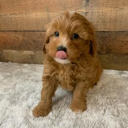 Valor - Red  male Goldendoodle puppy in Haddam, Kansas from Golden B Acres