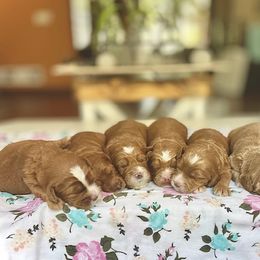 Australian Labradoodle Puppies from Lake Breeze Labradoodles