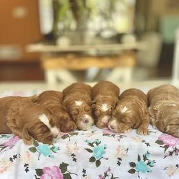 Australian Labradoodle Puppies from Lake Breeze Labradoodles