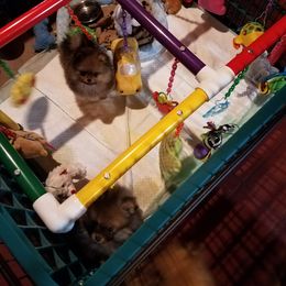 Pomeranian Puppies from Dreamweaver Poms