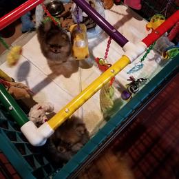 Pomeranian Puppies from Dreamweaver Poms