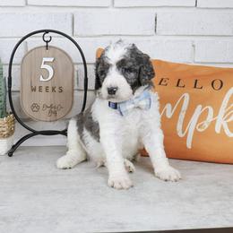 Bullseye - Merle male Labradoodle puppy in Bryantown, Maryland from Doodles on Duty