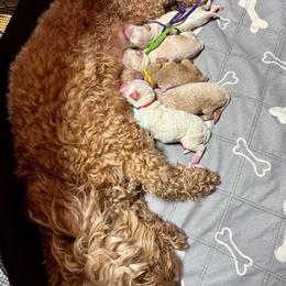 Girl 1 - Red  female Goldendoodle puppy in Haltom City, Texas from Ohana Doodles