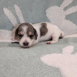 Purple Girl - Dapple female Dachshund puppy in Cypress, California from Ferrario Dachshunds