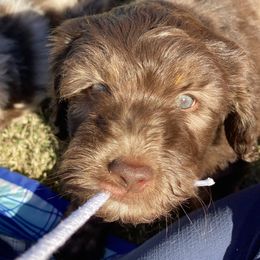 Aussiedoodle Puppies from Gore Doodle Ranch