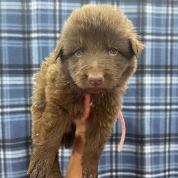 Girl 4 Pink collar - Liver female German Shepherd puppy in Pelham, North Carolina from P & P Shepherds