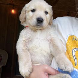 Mr. Orange - Golden male Golden Retriever puppy in Vesuvius, Virginia from South River Retriever's