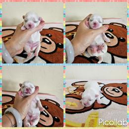 Maltese and Poodle Puppies from Maltese & poodle Lovers
