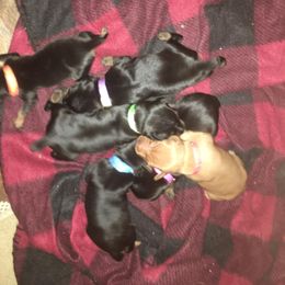 Miniature Pinscher Puppies from Snomoon Miniature Pinschers