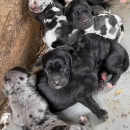 Catahoula Leopard Dogs from Shellbie's Catahoula Leopard Dogs