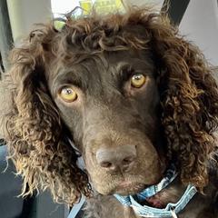 Boykin Spaniels from Karma Farm and Kennels