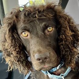 Boykin Spaniels from Karma Farm and Kennels