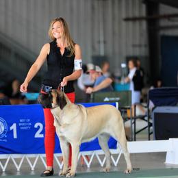 Charley - Mastiff