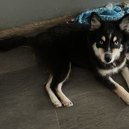 Girl 3 - Tri-color Pomsky puppy in Milan, Michigan from ASC Pomsky