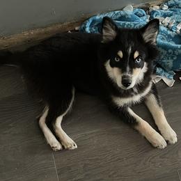 Girl 3 - Tri-color Pomsky puppy in Milan, Michigan from ASC Pomsky