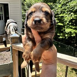 Dachshund Puppies from Memaw’s Minis Babies Doxies