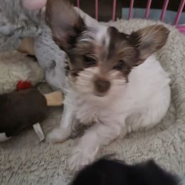 Yorkshire Terrier Puppies from Southeast Virginia Yorkies