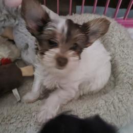 Yorkshire Terrier Puppies from Southeast Virginia Yorkies