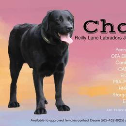 Chance - Labrador Retriever
