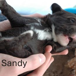 Sandy - Brown and white male Portuguese Water Dog puppy in Williamsport, Pennsylvania from Petersheim Porties