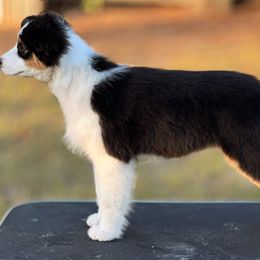Australian Shepherd Puppies from Underworld Australian Shepherds