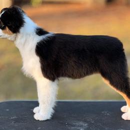 Australian Shepherd Puppies from Underworld Australian Shepherds