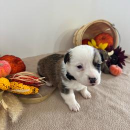 Twoface - Sable male Pembroke Welsh Corgi puppy in Millsap, Texas from Punchy Pembroke Ranch