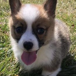 Pembroke Welsh Corgis from Remus and Tonks