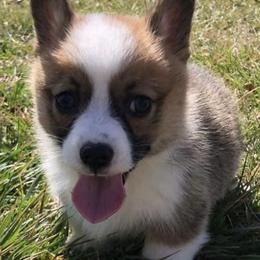 Pembroke Welsh Corgis from Remus and Tonks