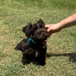Hershey s dark chocolate - Liver female Miniature Schnauzer puppy in Groesbeck, Texas from Ranch 4M