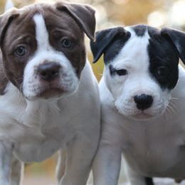 American Bulldog puppies from Northern Woods American Bulldogs