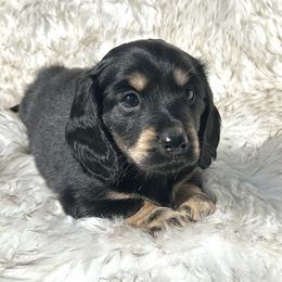 Max's Black and Cream -- Girl - Black and cream female Dachshund puppy in Kalama, Washington from Dazzling Doxies