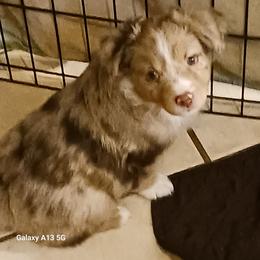 Pink - Red merle female Miniature Australian Shepherd puppy in Middleburg, Florida from Dog Father Kennels