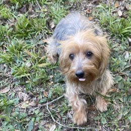 Gemma - Yorkshire Terrier