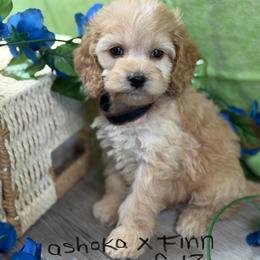Ashoka green boy - Golden male Cockapoo puppy in Haines City, Florida from Camic Cockapoos