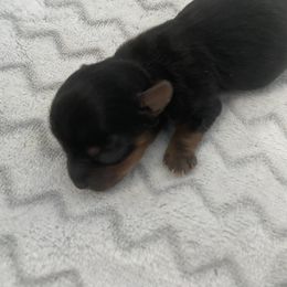 Yorkshire Terrier Puppies from KH Yorkies