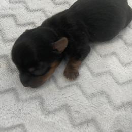 Yorkshire Terrier Puppies from KH Yorkies