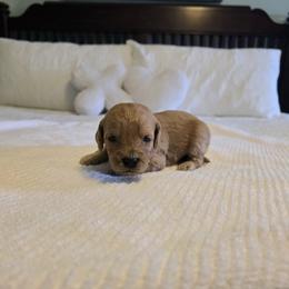 Cedar - Red  male Goldendoodle puppy in Floyd, Virginia from Hearts and Paws Poodles and Doodles