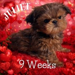 Juliet - Gold female Shih Tzu puppy in Hayden, Idaho from Phoenix Shih Tzu