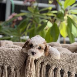 Daisy - Blenheim female Cavapoo puppy in Davie, Florida from Loyal Paws 4 Life