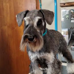 Ophelia - Miniature Schnauzer
