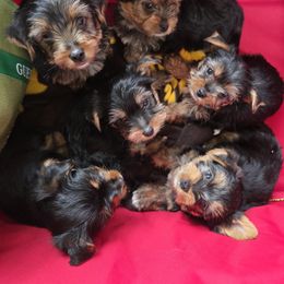 Olde English Bulldogge and Yorkshire Terrier Puppies from Rubiez Yorkiez