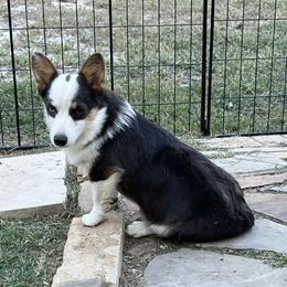 American Corgis, Pembroke Welsh Corgis, and Toy Australian Shepherds from King of Hearts Corgis