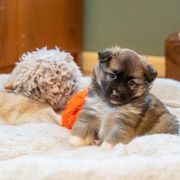 Icelandic Sheepdog Puppies from Lukehaven Icelandic Sheepdogs