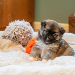 Icelandic Sheepdog Puppies from Lukehaven Icelandic Sheepdogs