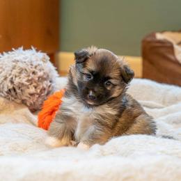 Icelandic Sheepdog Puppies from Lukehaven Icelandic Sheepdogs